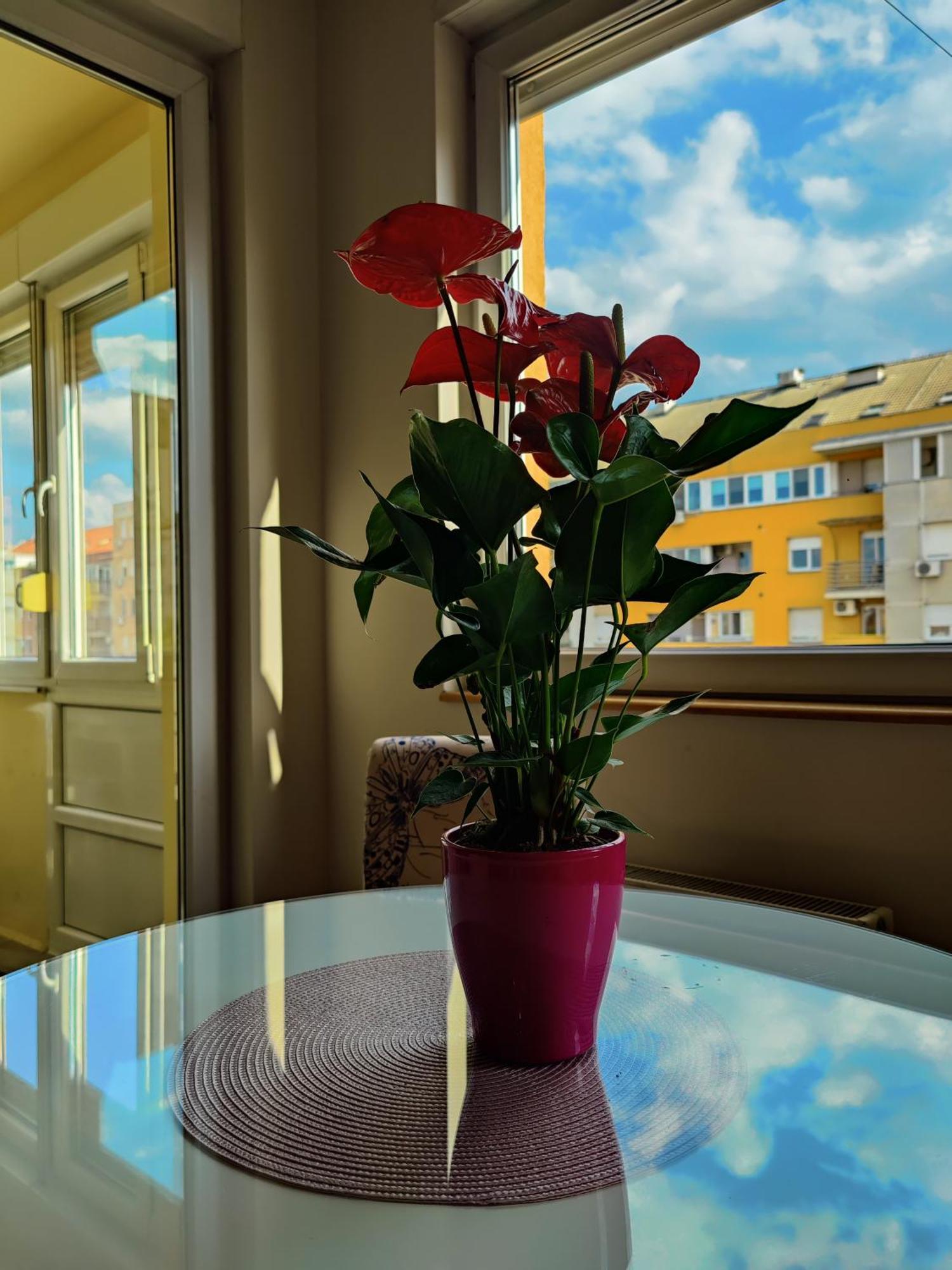 Maja Apartment Novi Sad Eksteriør billede